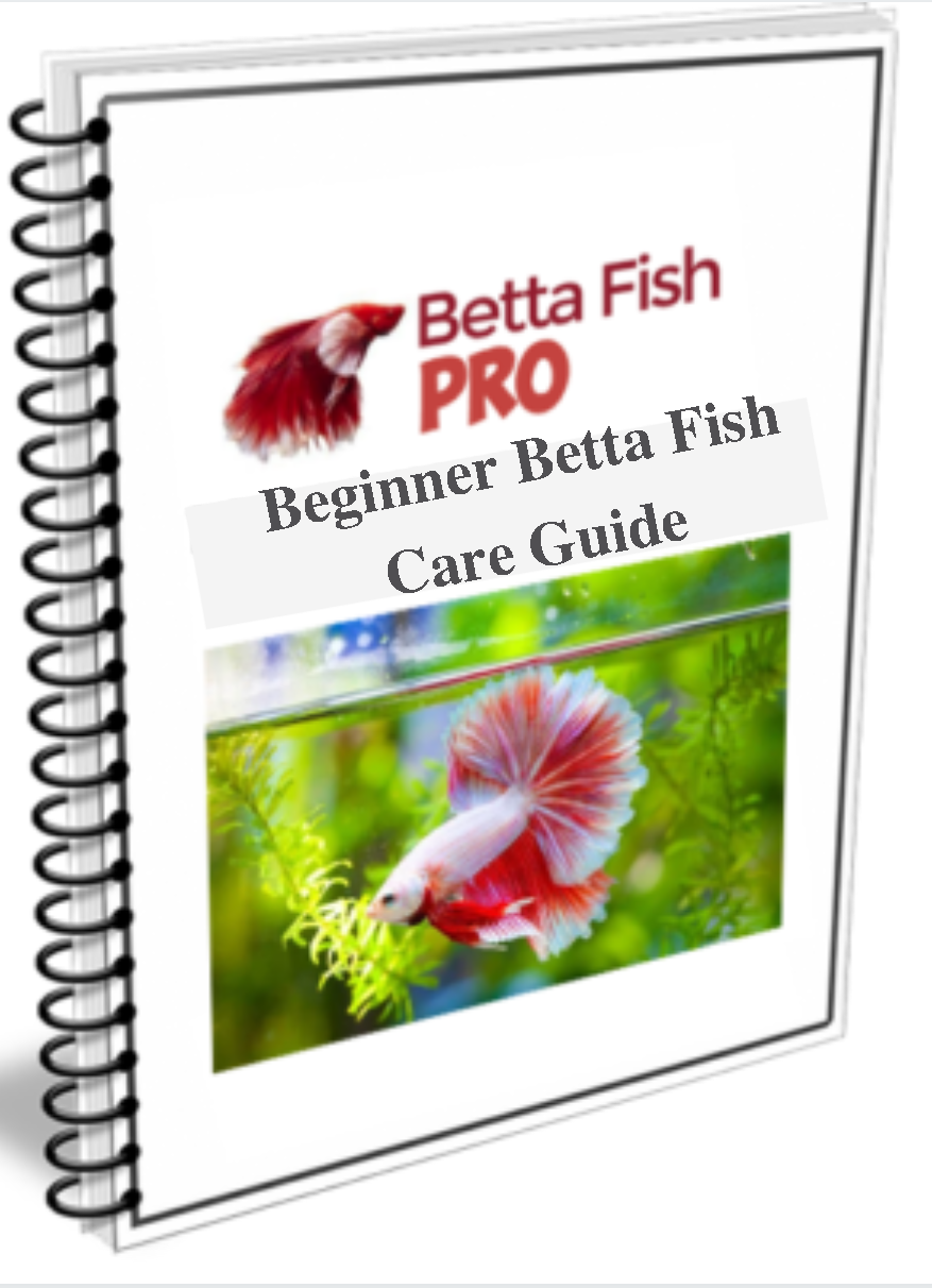 Free Betta Fish Care Guide - Betta Fish Pro